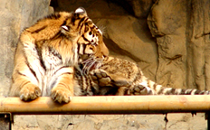 ī������