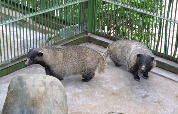 http://www.thinkpool.com/MiniBbs/ViewPost.do?action=read&hid=ahimsa&sn=1340906 ahimsa_osori_breeding.jpg